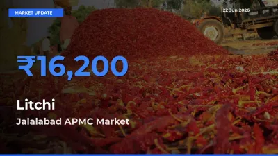 Jalalabad APMC Emerges as Top Mandi for Litchi Prices Today