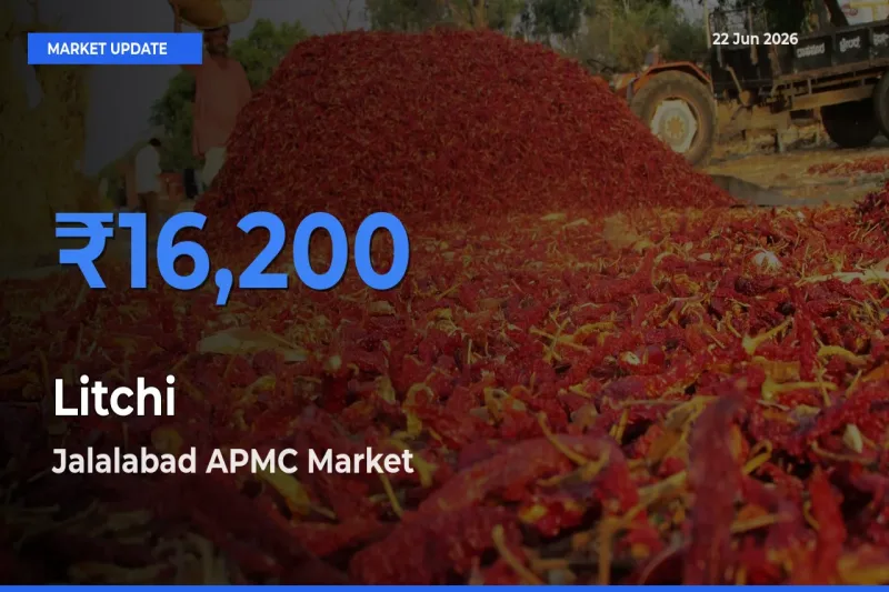 Jalalabad APMC Emerges as Top Mandi for Litchi Prices Today