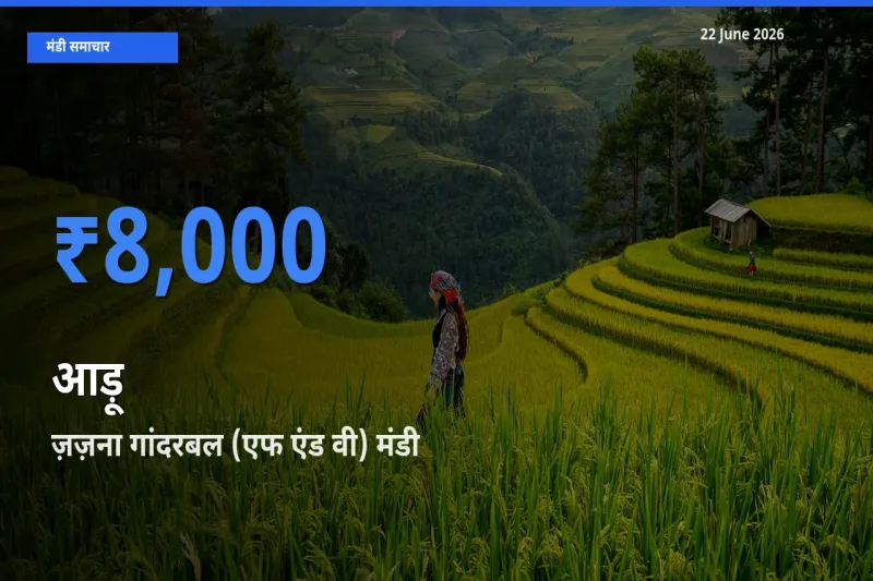 किसानों की पसंद बना ज़ज़ना गांदरबल (एफ एंड वी), आड़ू के सबसे अच्छे दाम