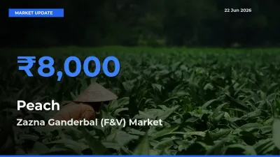 Market Watch: Zazna Ganderbal (F&V) Becomes Top Mandi for Peach