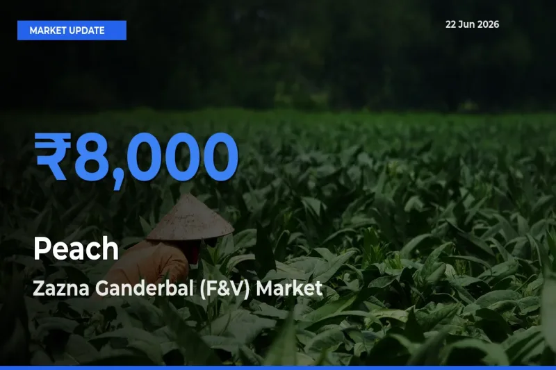 Market Watch: Zazna Ganderbal (F&V) Becomes Top Mandi for Peach