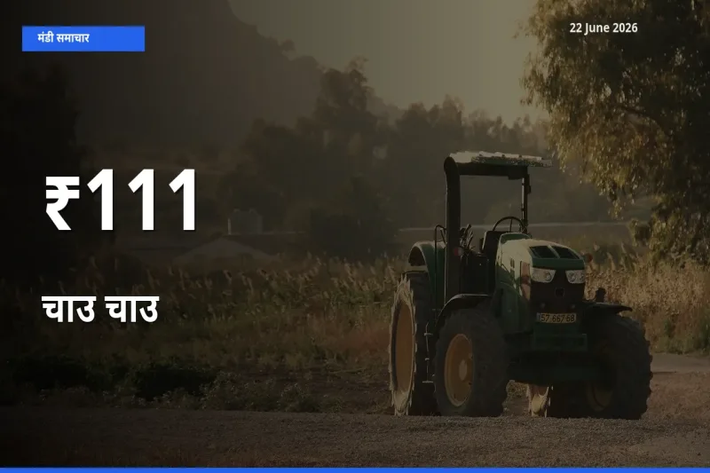 चाउ चाउ के दामों का असर कई मंडियों में, बाज़ार दिशा स्पष्ट
