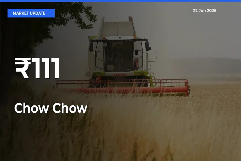 Chow Chow Trend Strengthens Across Major Mandis
