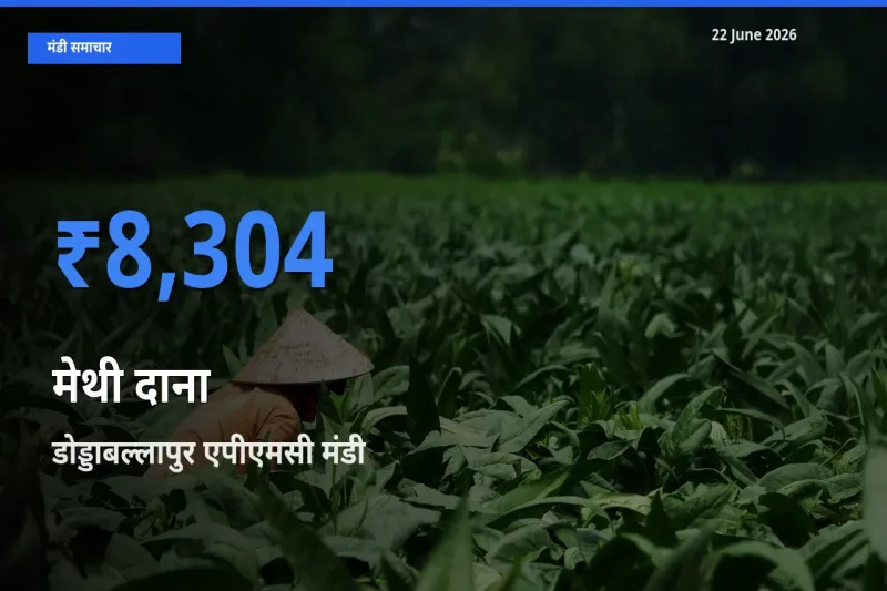 डोड्डाबल्लापुर एपीएमसी मंडी में आज मेथी दाना के सबसे ऊँचे दाम दर्ज