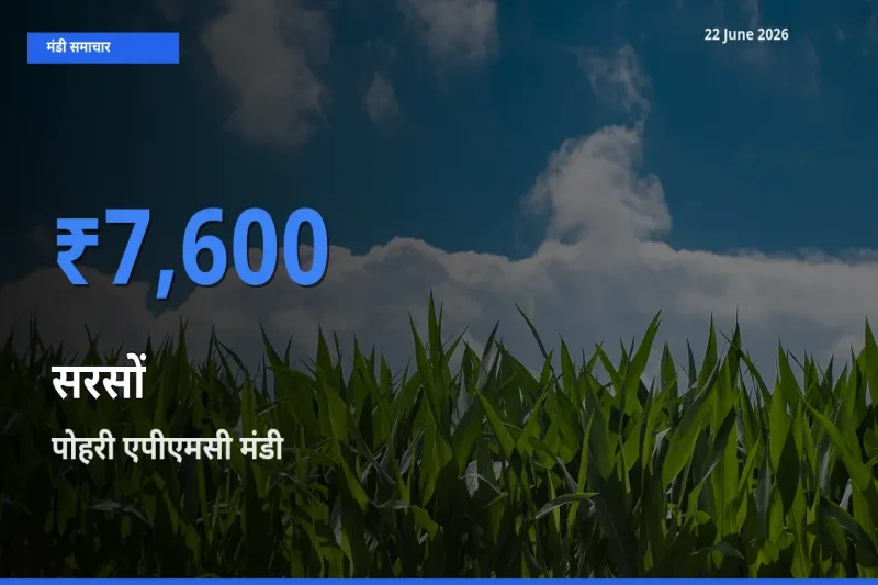 बाज़ार संकेत: पोहरी एपीएमसी बना सरसों के लिए आज की टॉप मंडी