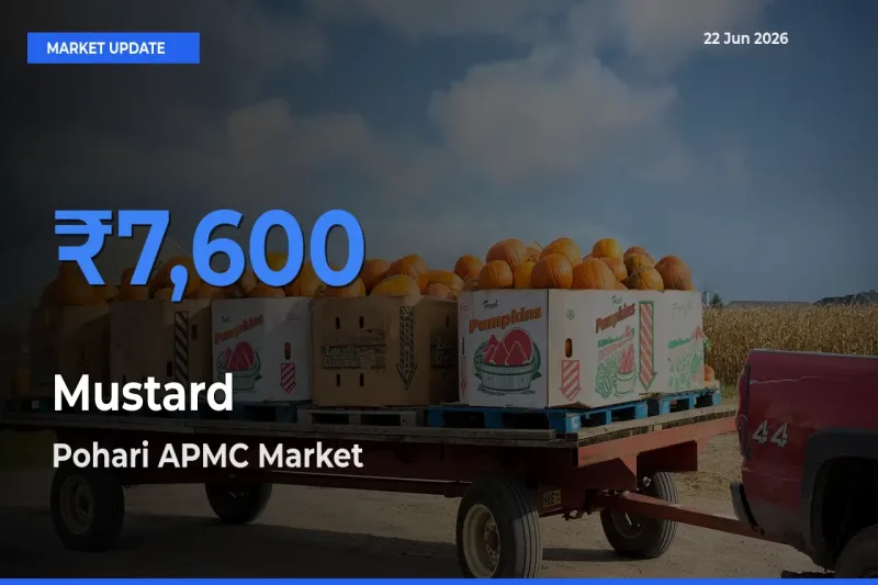 Pohari APMC Records Highest ₹7,600 Rate for Mustard