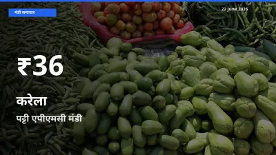 रिकॉर्ड गिरावट नहीं, लेकिन 30 दिन का न्यूनतम! पट्टी एपीएमसी में करेला के दाम फिसले