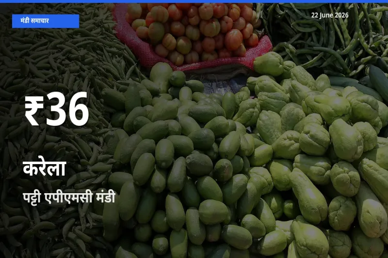 रिकॉर्ड गिरावट नहीं, लेकिन 30 दिन का न्यूनतम! पट्टी एपीएमसी में करेला के दाम फिसले