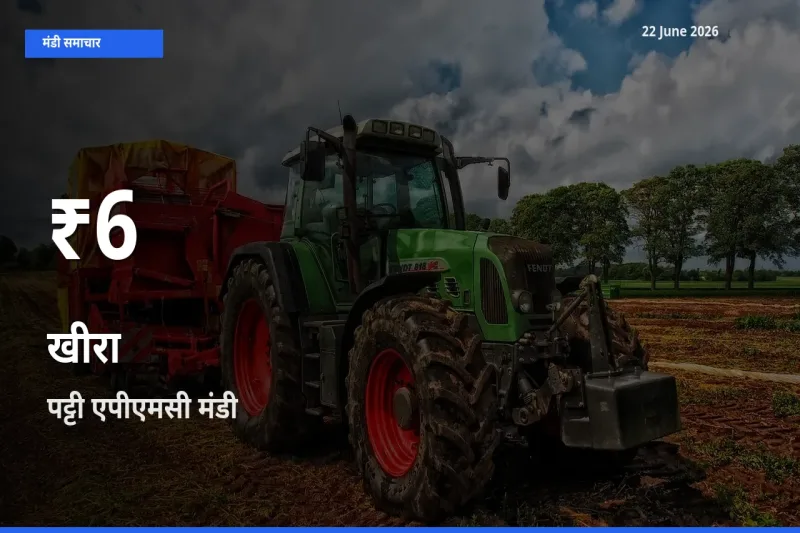 बाज़ार संकेत: खीरा के भाव पट्टी एपीएमसी में 30 दिन के निचले स्तर पर