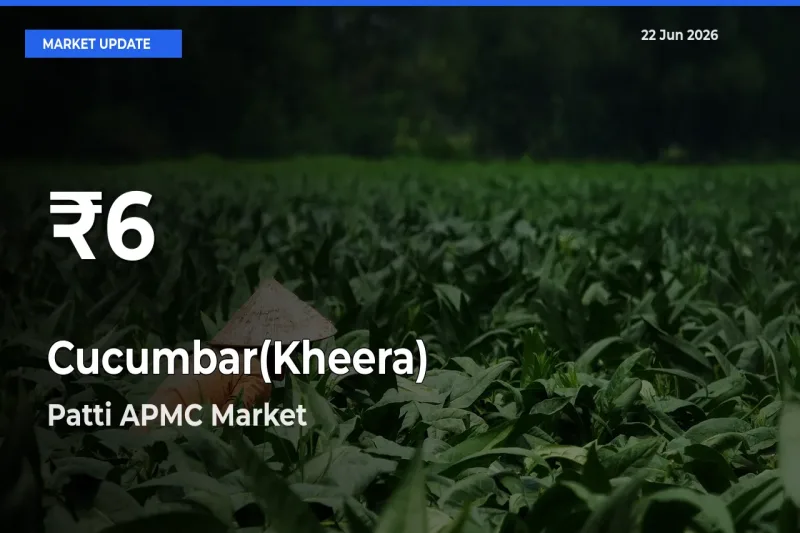 Cucumbar(Kheera) Falls to ₹6 in Patti APMC – 30-Day Lowest Rate