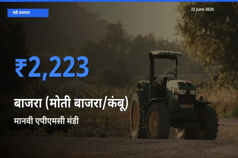 आज बाजरा (मोती बाजरा/कंबू) के सबसे ज़्यादा दाम मानवी एपीएमसी मंडी में दर्ज