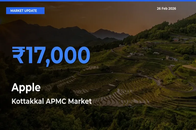 Kottakkal APMC Tops Apple Rates – February 26 Market Update