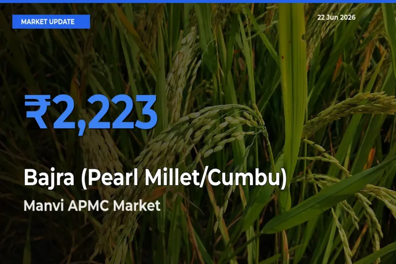 Market Watch: Manvi APMC Becomes Top Mandi for Bajra (Pearl Millet/Cumbu)