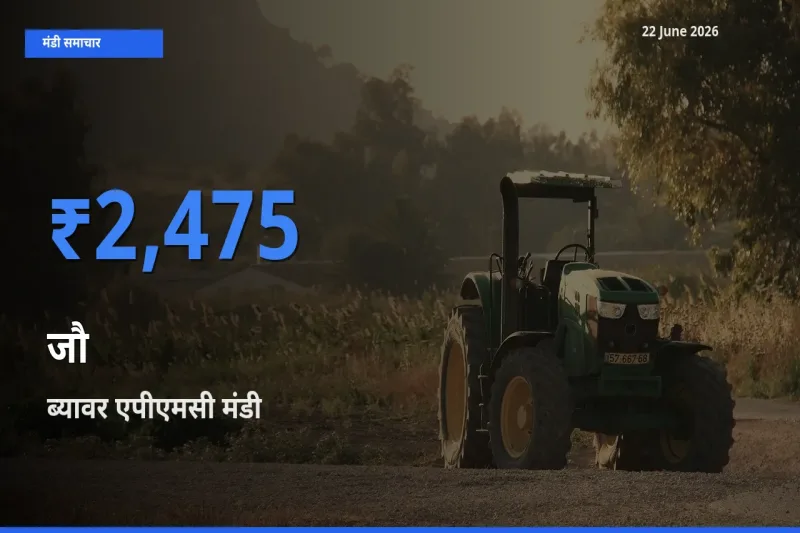 ब्यावर एपीएमसी में जौ का आज सबसे ऊँचा भाव