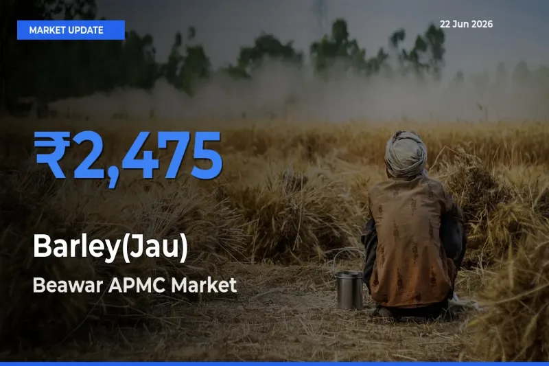 Beawar APMC Records Highest ₹2,475 Rate for Barley(Jau)