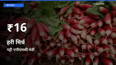 किसानों के लिए चिंता का विषय? हरी मिर्च के दाम पट्टी एपीएमसी में 30 दिन के न्यूनतम स्तर पर