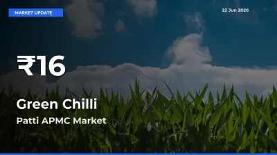 Green Chilli Hits 30-Day Low in Patti APMC