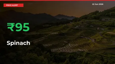 Spinach Prices Rise 95.02% in a Day at Major Mandis
