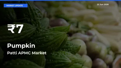 Sharp Fall! Pumpkin Prices Drop to 30-Day Low in Patti APMC