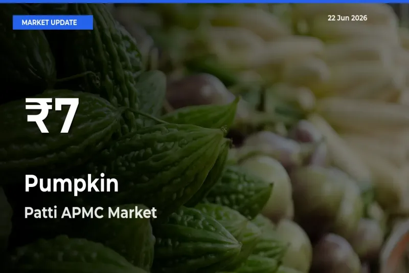Sharp Fall! Pumpkin Prices Drop to 30-Day Low in Patti APMC