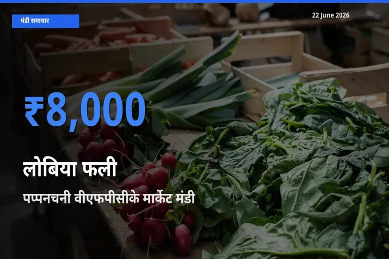 22 June अपडेट: लोबिया फली के सबसे ऊँचे दाम पप्पनचनी वीएफपीसीके मार्केट मंडी में