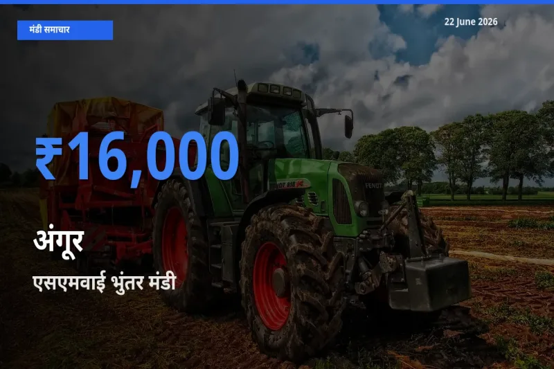 किसानों की पसंद बना एसएमवाई भुंतर, अंगूर के सबसे अच्छे दाम