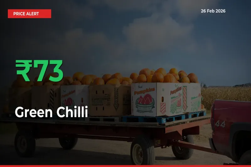 Sudden 73.04% Rally in Green Chilli Prices Across Mandis