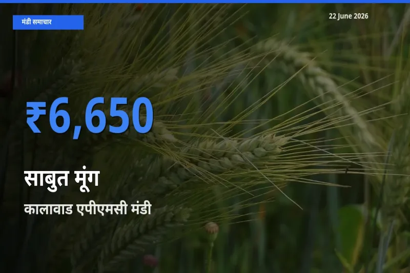आज का मंडी भाव: साबुत मूंग के सबसे ज़्यादा दाम कालावाड एपीएमसी में
