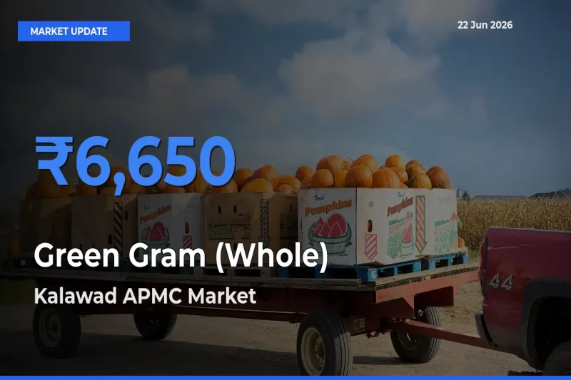 Green Gram (Whole) Mandi Rate Today: Kalawad APMC Tops the List