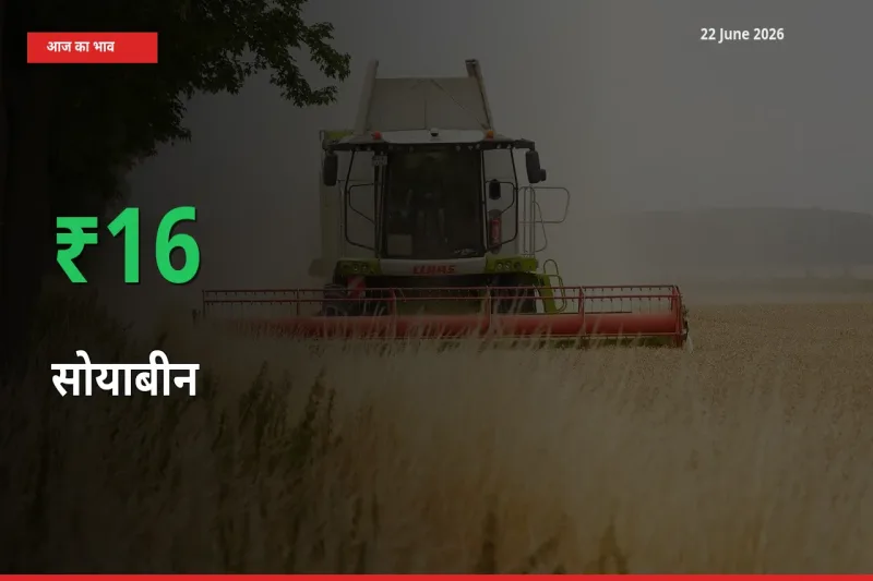 तेज़ तेजी! मंडी में सोयाबीन के दाम 16.29% चढ़े