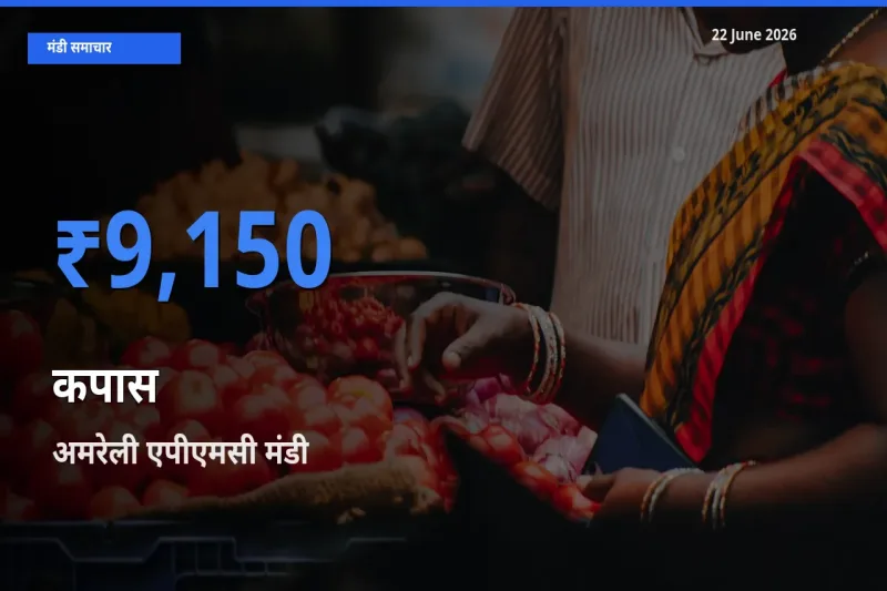 किसानों की पसंद बना अमरेली एपीएमसी, कपास के सबसे अच्छे दाम