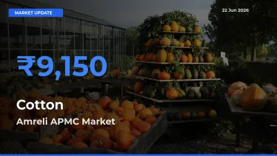 Top Performer! Amreli APMC Offers Best Cotton Price Today