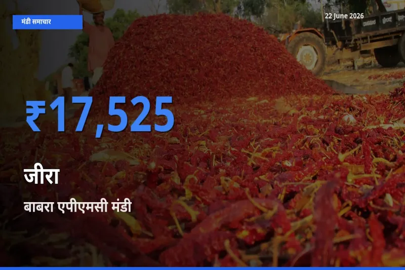 बाबरा एपीएमसी में जीरा का आज सबसे ऊँचा भाव