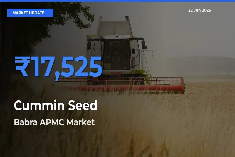 Babra APMC Leads as Top Mandi for Cummin Seed Prices