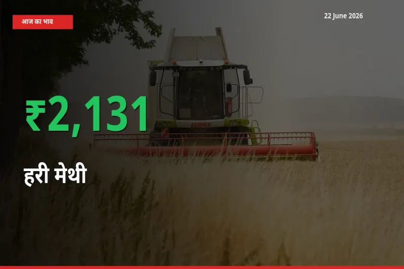 हरी मेथी के दाम प्रमुख मंडी में 2130.64% बढ़े, 24 घंटे में बड़ा बदलाव