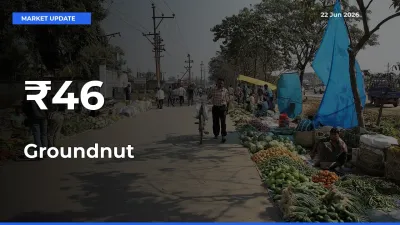 Groundnut Shows Strong Mandi Trend – June 22 Market Update