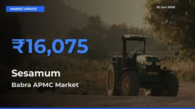 Babra APMC Emerges as Top Mandi for Sesamum Prices Today