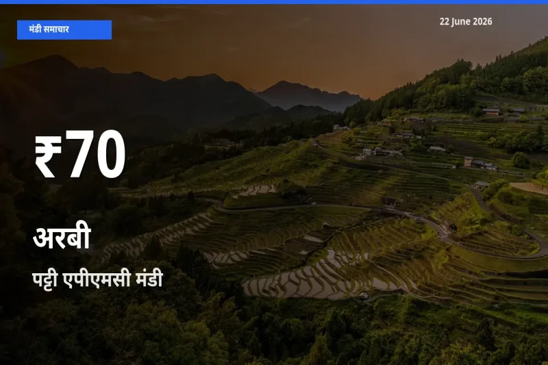 पट्टी एपीएमसी में अरबी ₹70 पर गिरा – 30 दिन का न्यूनतम भाव