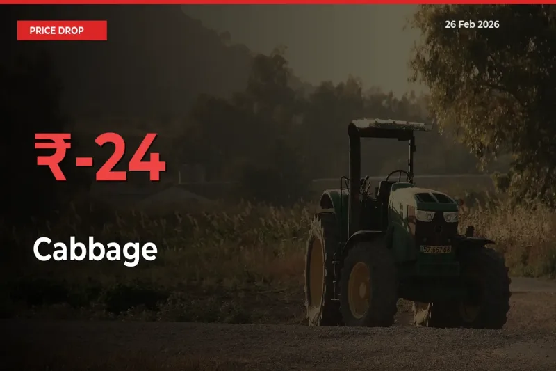 Cabbage Prices Drop 23.95% – February 26 Market Update from Mandis