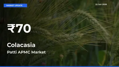 Colacasia Mandi Rate Today: 30-Day Low Recorded in Patti APMC