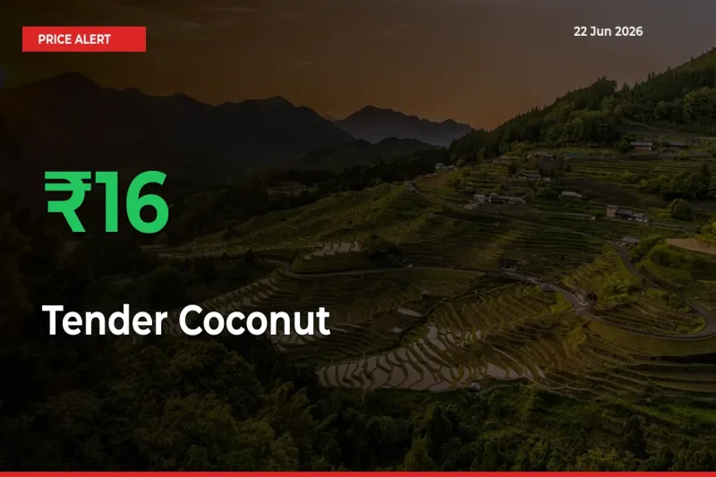 Sharp Jump! Tender Coconut Prices Climb 16.32% in 24 Hours at Key Mandis