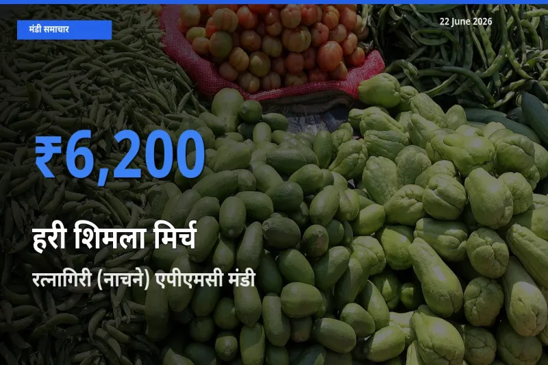 आज का मंडी भाव: हरी शिमला मिर्च के सबसे ज़्यादा दाम रत्नागिरी (नाचने) एपीएमसी में