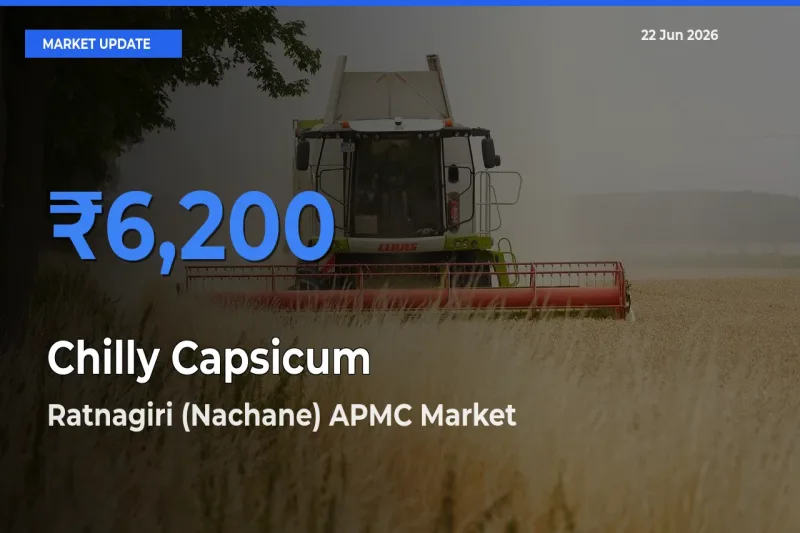 Ratnagiri (Nachane) APMC Offers ₹6,200 – Highest Chilly Capsicum Rate Today