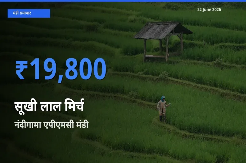 नंदीगामा एपीएमसी मंडी में सूखी लाल मिर्च ₹19,800 पर पहुँचा – आज का सर्वोच्च भाव