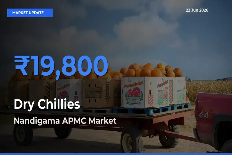 Nandigama APMC Tops Dry Chillies Mandi Rates Today