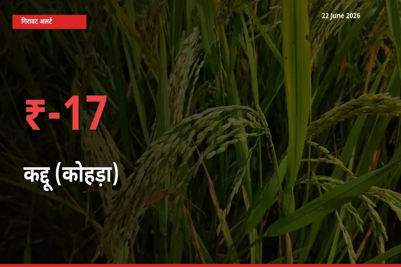 कद्दू (कोहड़ा) के दाम प्रमुख मंडी में 16.96% गिरे, 24 घंटे में बड़ा बदलाव