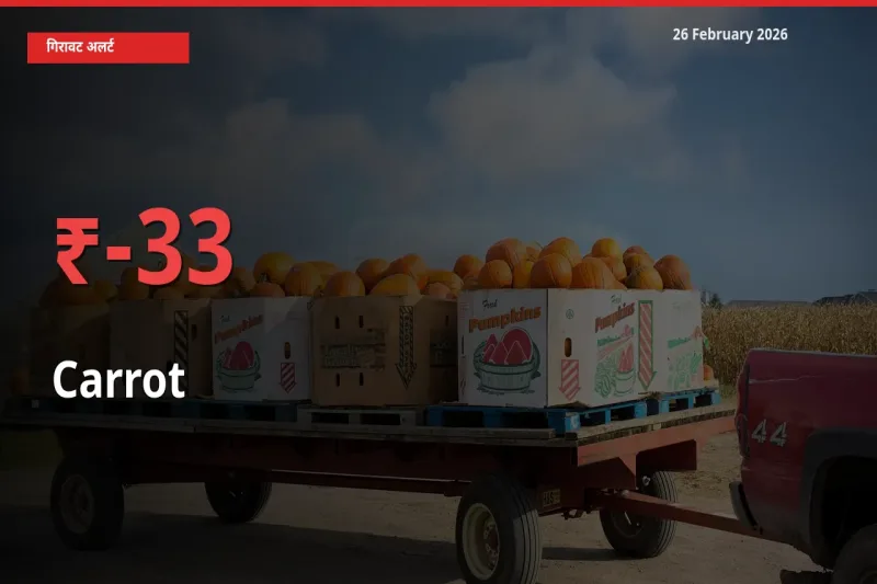 स्थानीय मंडी में Carrot के दाम अचानक 33.4% गिरे, किसानों की चिंता बढ़ी