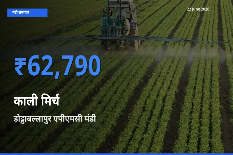 डोड्डाबल्लापुर एपीएमसी मंडी में आज काली मिर्च के सबसे ऊँचे दाम दर्ज