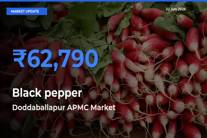 Doddaballapur APMC Tops Black pepper Mandi Rates Today