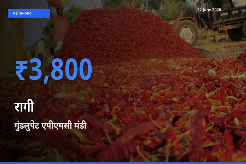 बाज़ार संकेत: गुंडलुपेट एपीएमसी बना रागी के लिए आज की टॉप मंडी
